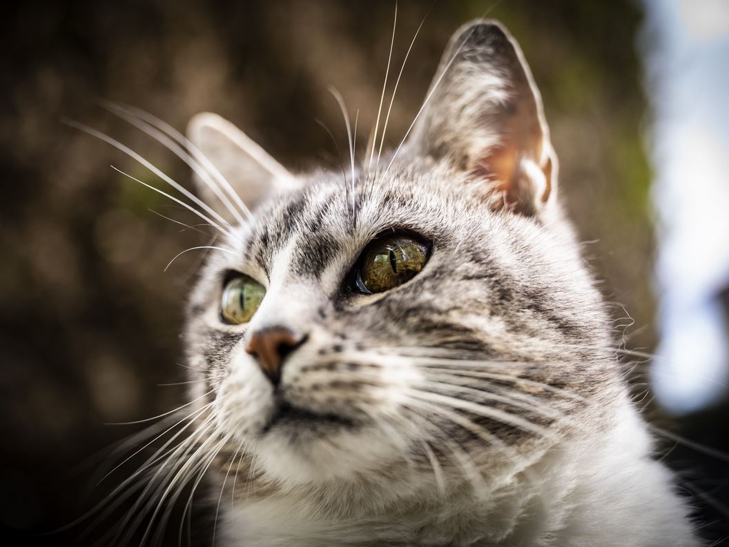 Leica M  35mm 2.0 APO SUMMICRON 11699