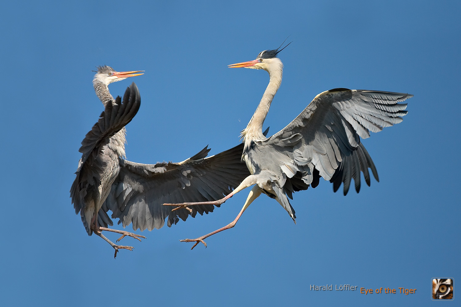Grundlagen der Tierfotografie Workshop