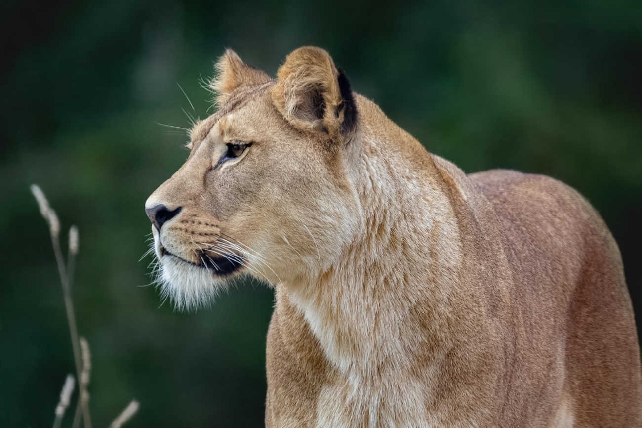 Grundlagen der Tierfotografie Workshop