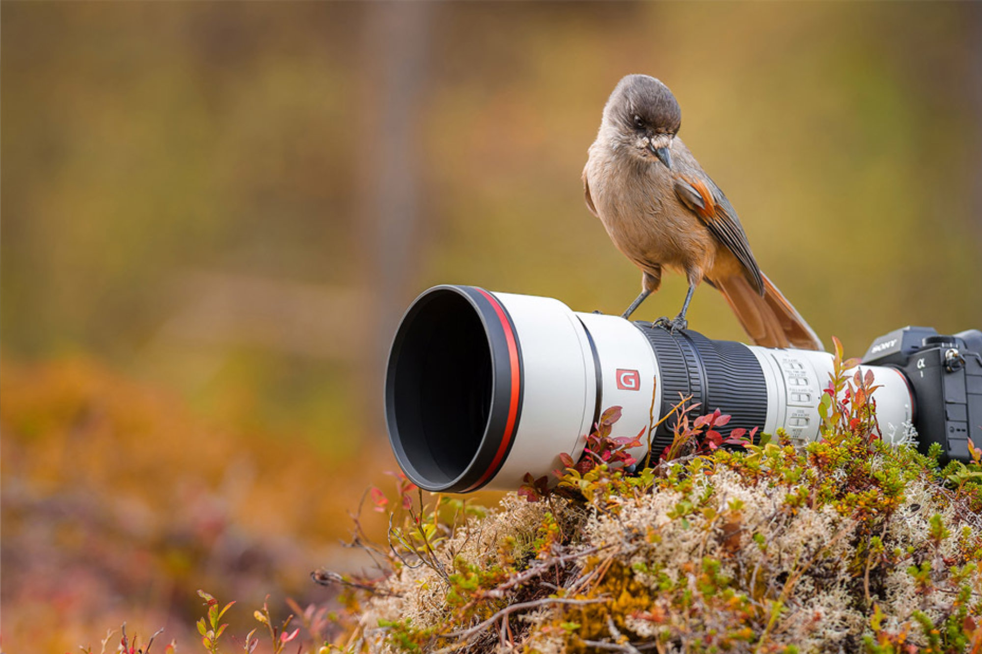 Sony SEL FE 600mm 6.3 GM OSS weiß